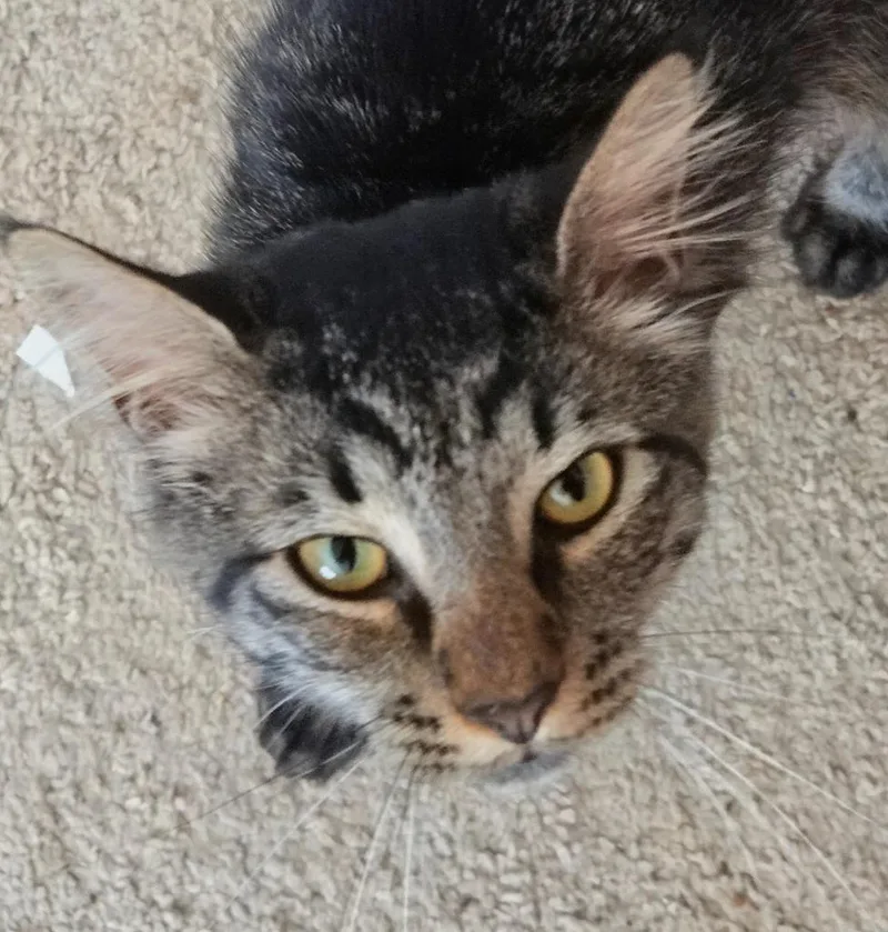 A young medium-sized male Manx cat named Shep for adoption in Evans, GA
