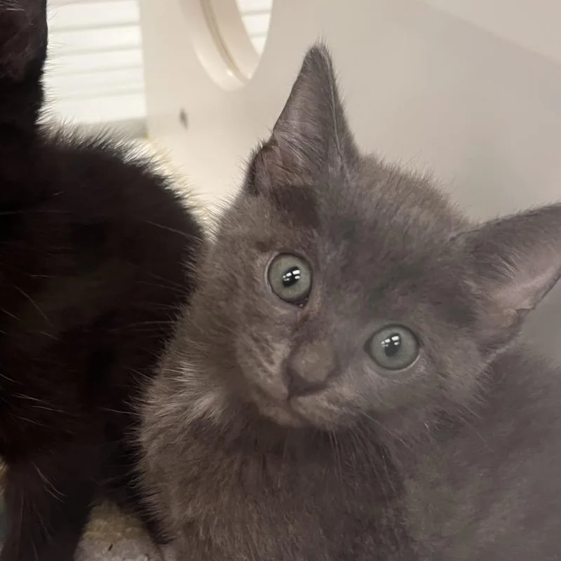 A baby small-sized female Gray / Blue / Silver Domestic Short Hair cat named Kansas for adoption in West Palm Beach, FL