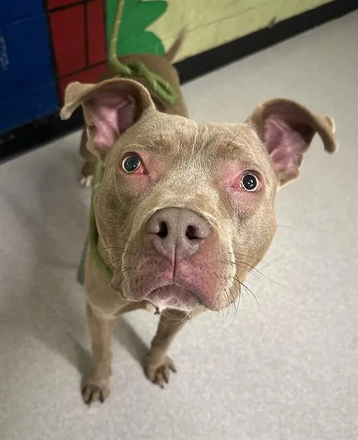 A young medium-sized male Pit Bull Terrier dog named Rambo for adoption in Indianapolis, IN