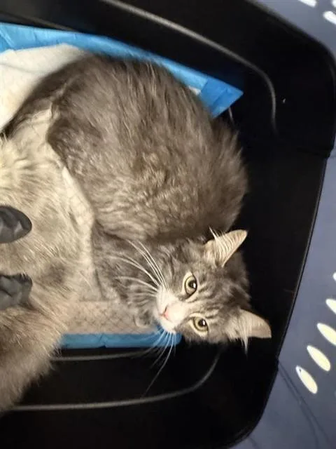 A baby small-sized male Domestic Medium Hair cat named Bowser for adoption in Sacramento, CA