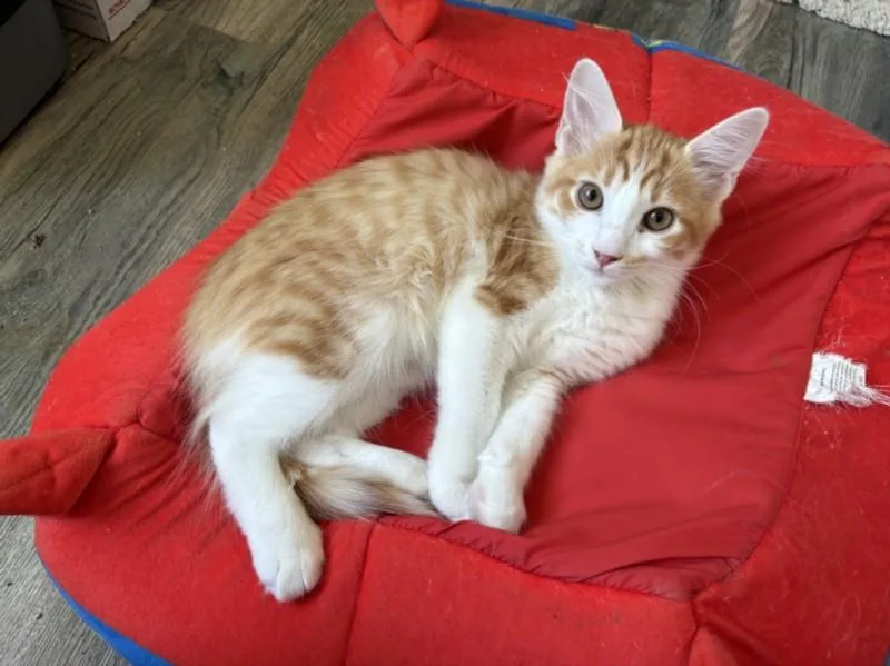 A baby small-sized male Domestic Short Hair cat named Little Orange for adoption in Burbank, CA