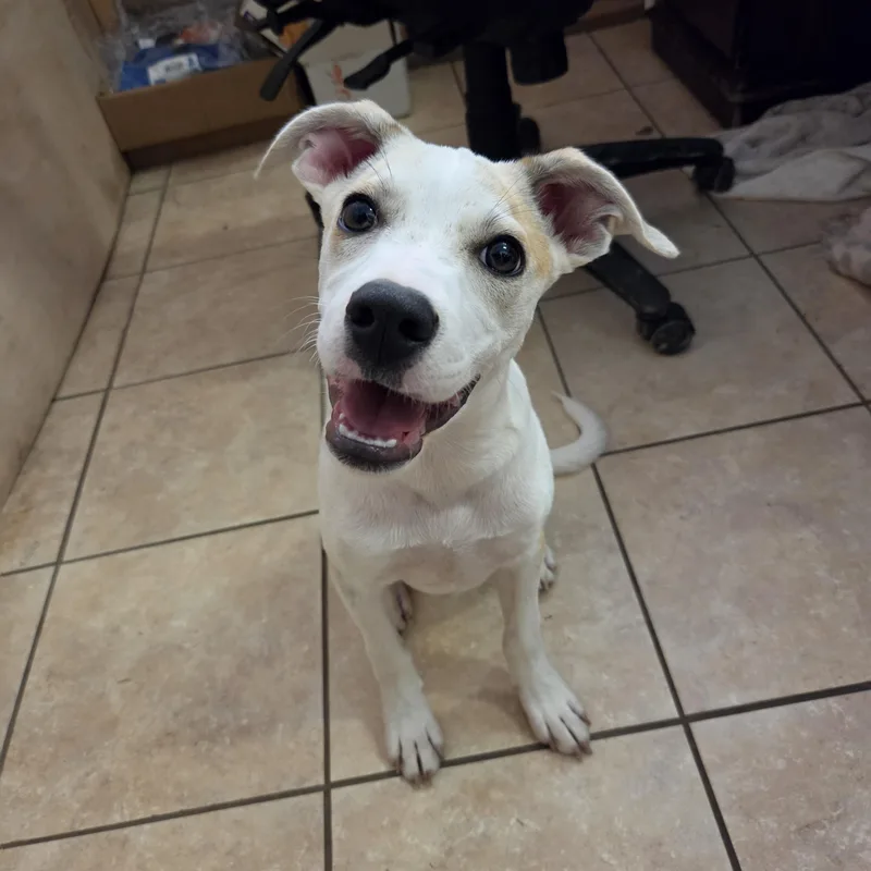 A baby medium-sized male White / Cream Labrador Retriever dog named Nico for adoption in Andover, MA