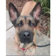 An adult large-sized female Belgian Shepherd / Malinois dog named Halie for adoption in San Diego, CA