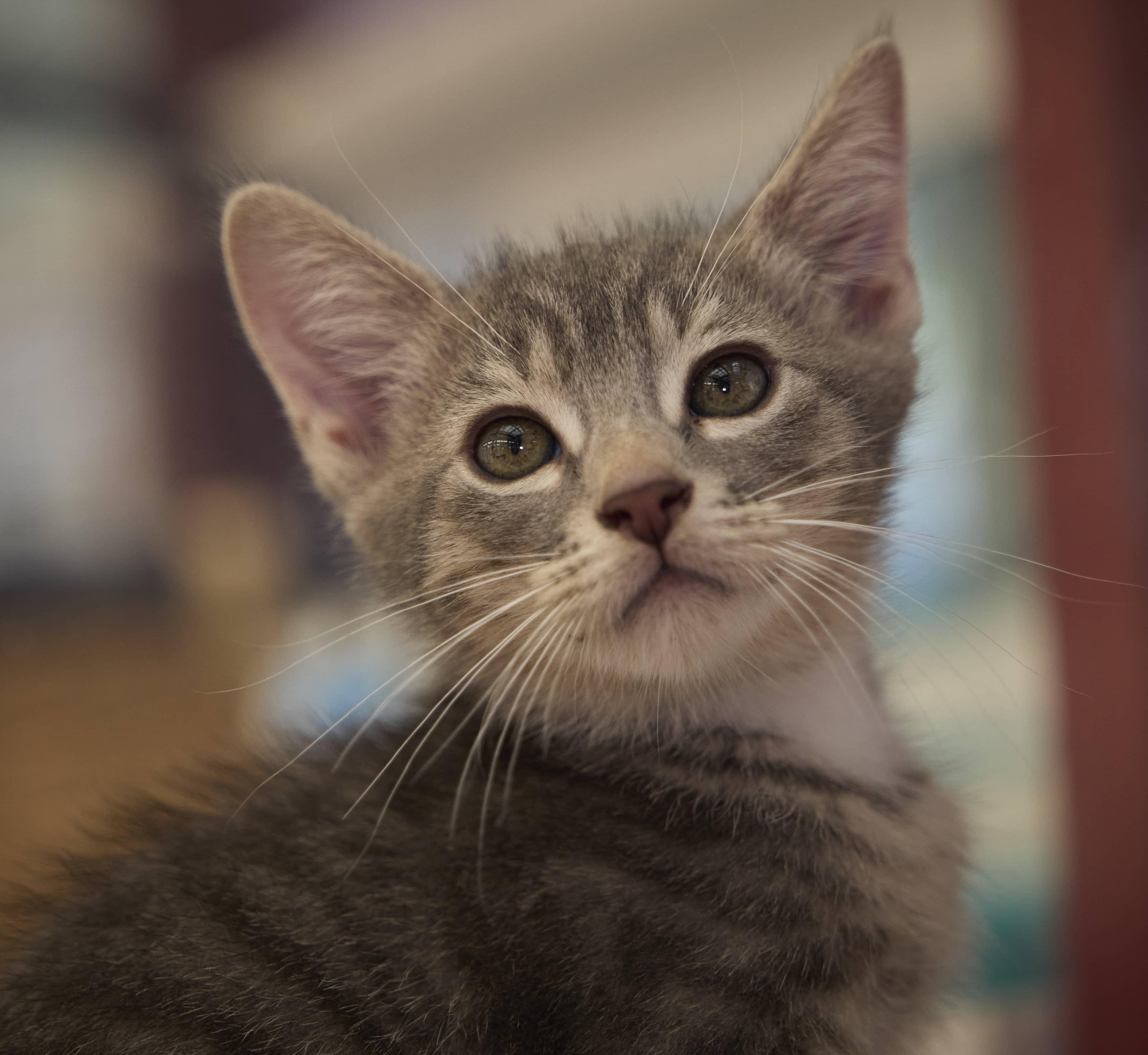 A baby medium-sized male Domestic Medium Hair cat named Byron for adoption in Santa Barbara, CA