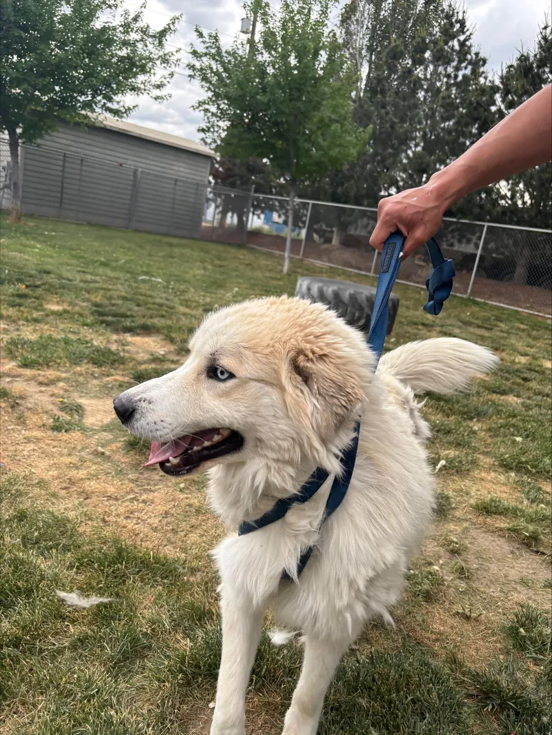 An adult large-sized male White / Cream Great Pyrenees dog named Cody for adoption in Quincy, WA