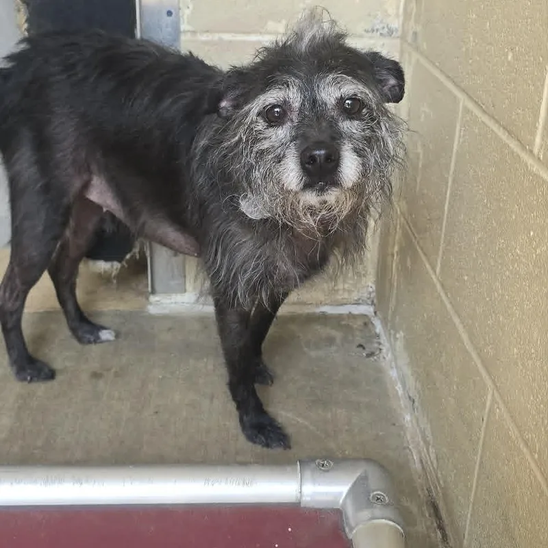 An adult medium-sized female Black Boston Terrier dog named Peppa Pig for adoption in Orange, VA