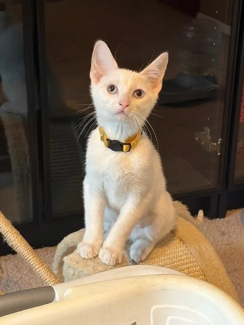 A baby small-sized female Domestic Short Hair cat named Cass for adoption in Dallas, TX