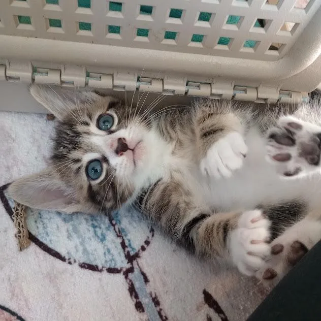 A baby small-sized male Brown / Chocolate Domestic Short Hair cat named Cadbury for adoption in Roswell, GA
