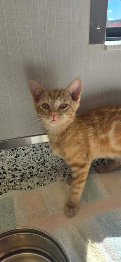 A baby small-sized male Domestic Short Hair cat named Mcintosh for adoption in Fergus Falls, MN