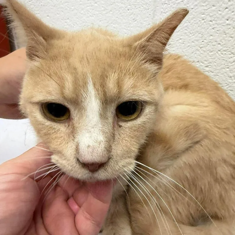 An adult medium-sized male Orange / Red Domestic Short Hair cat named Uno for adoption in Rocky Mount, VA