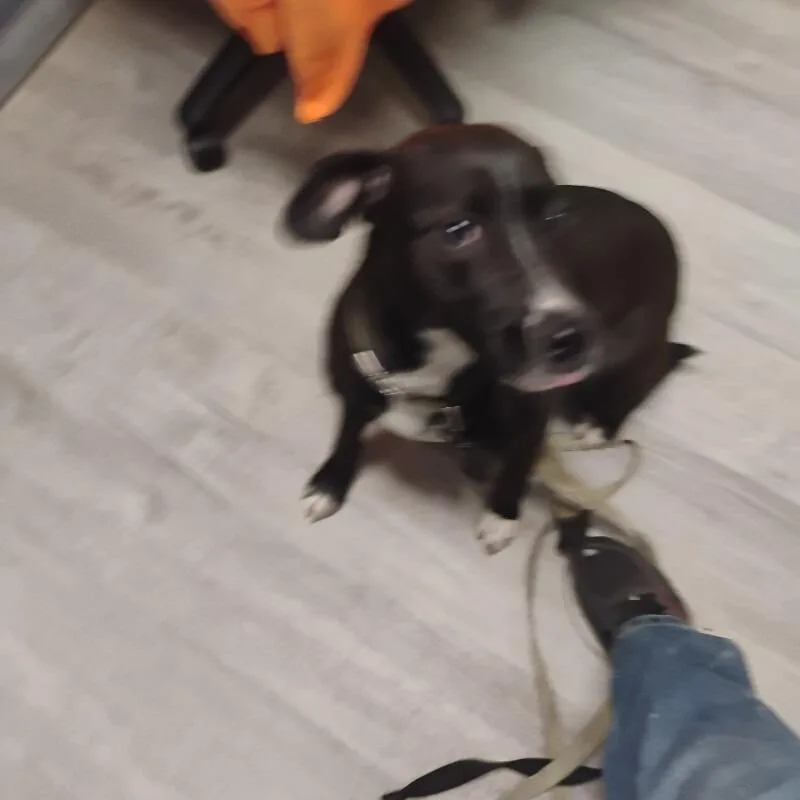 A young medium-sized female Black Mixed Breed dog named Jellyfish for adoption in East Smithfield , PA