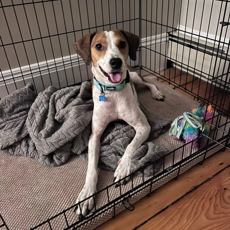 Indie