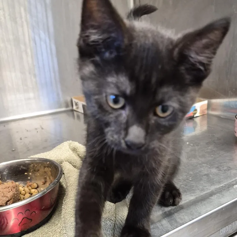 A baby small-sized male Black Domestic Short Hair cat named Lional for adoption in Natick, MA