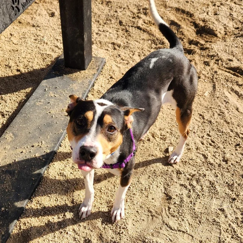 An adult medium-sized female Black Pit Bull Terrier dog named Posie for adoption in Reno, NV