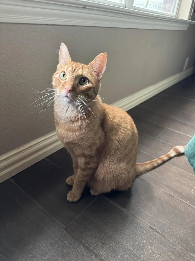 An adult medium-sized male Orange / Red Domestic Short Hair cat named Geordie for adoption in Rosenberg, TX