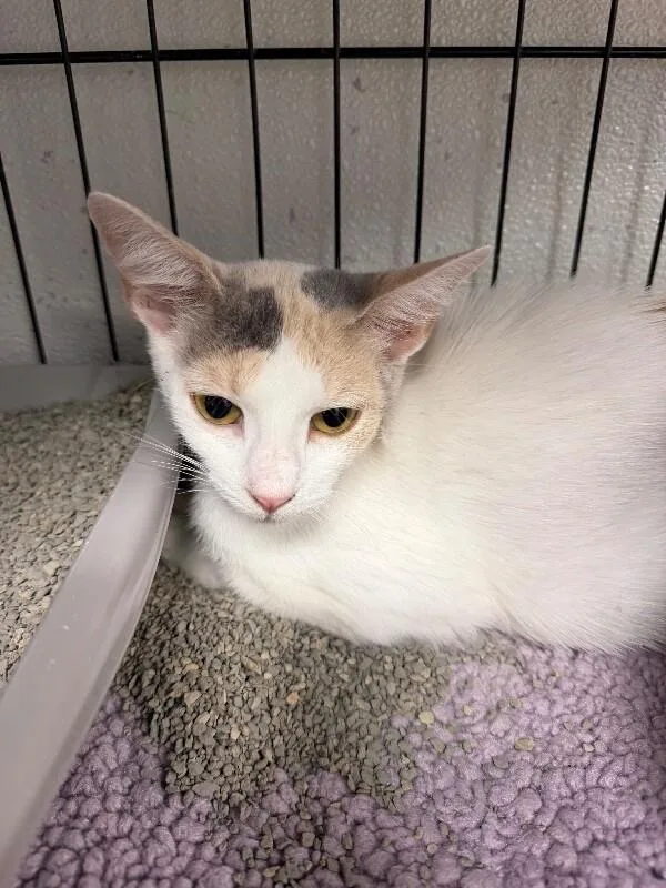 A young medium-sized female Calico cat named Josie for adoption in Belton, MO