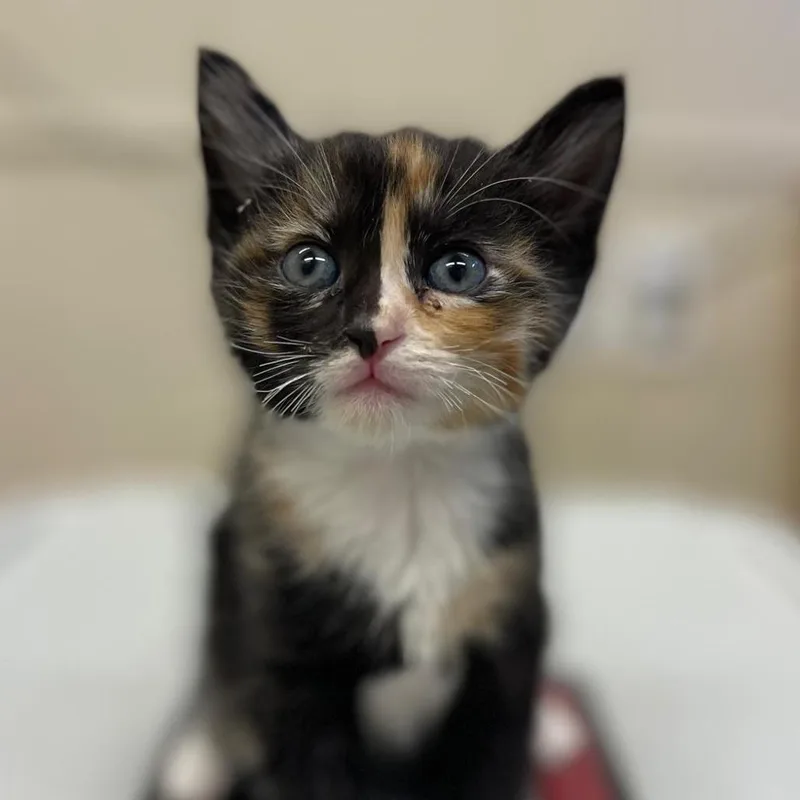 Haystack thumbnail 2