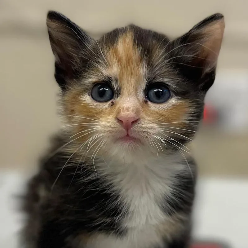 Haystack thumbnail 3