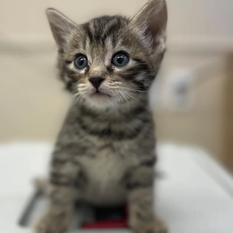 Haystack thumbnail 4