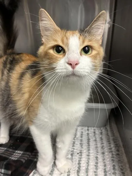 An adult small-sized female Domestic Medium Hair cat named Meowgaret Scratcher for adoption in Richmond, VA