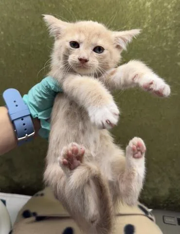 A baby small-sized female Domestic Short Hair cat named Sashimi for adoption in Riverside, CA