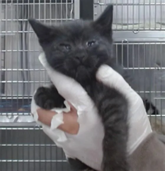A baby small-sized female Domestic Short Hair cat named Willow for adoption in Salinas, CA