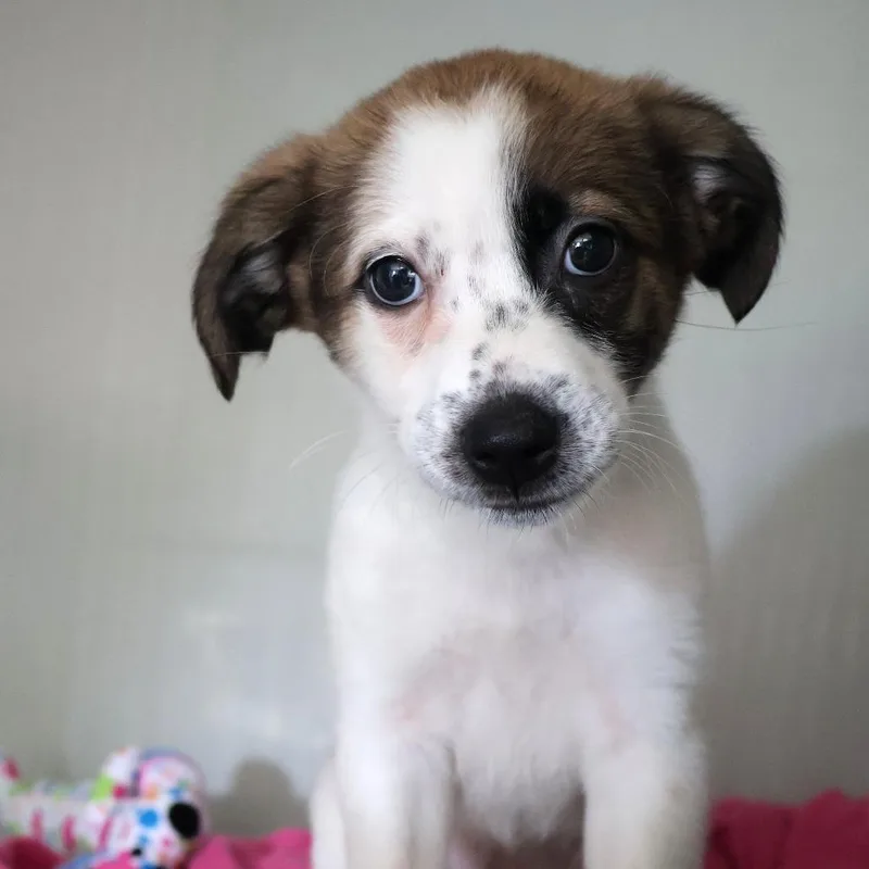A baby small-sized female Brown / Chocolate Mixed Breed dog named Shelby for adoption in Saint Charles, MO
