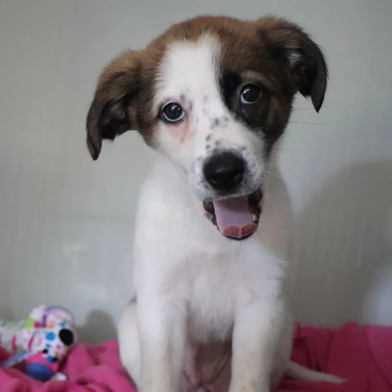 Shelby thumbnail 2