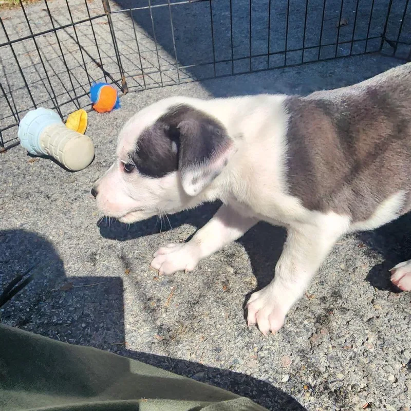 A baby small-sized female Pit Bull Terrier dog named Hermione for adoption in Evensville, TN