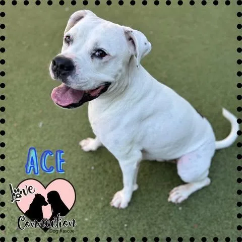 A young medium-sized male White / Cream Boxer dog named Ace for adoption in Gilbert, AZ