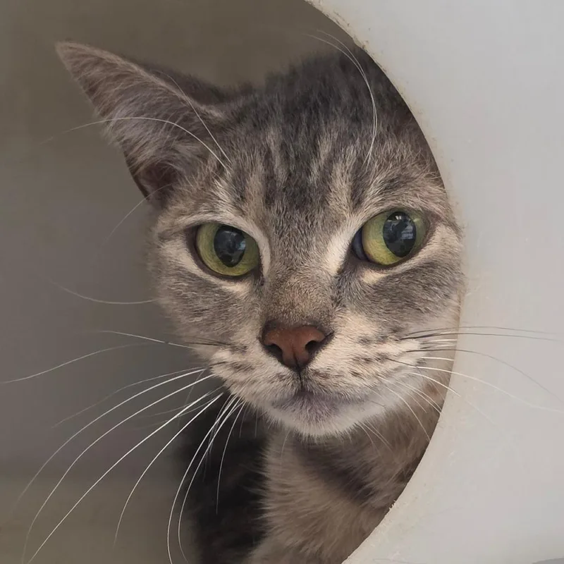An adult medium-sized female Gray / Blue / Silver Domestic Short Hair cat named Sweet Pea for adoption in Gloucester, VA
