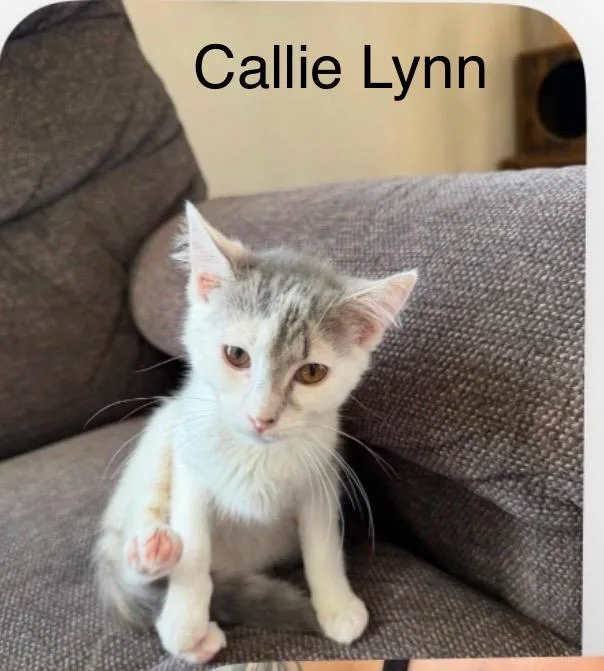 A baby medium-sized female Dilute Calico cat named Callie Lynn for adoption in Wyandotte, MI