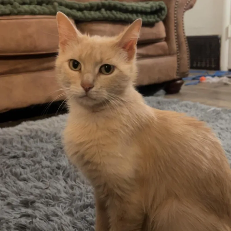 An adult medium-sized female Buff / Tan / Fawn Domestic Short Hair cat named Rosy for adoption in Belleville, IL