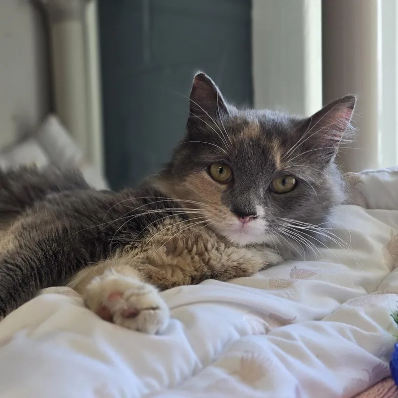 A young medium-sized female Calico Domestic Short Hair cat named Lily for adoption in East Hanover, NJ