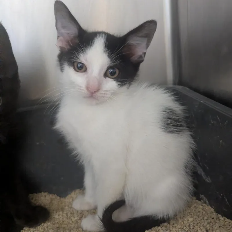 A baby small-sized female Domestic Short Hair cat named Canyon for adoption in Evansville, IN