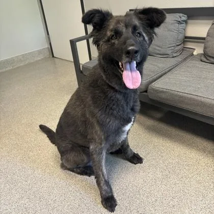 An adult large-sized female Black Mixed Breed dog named Ruby for adoption in Lansing, MI