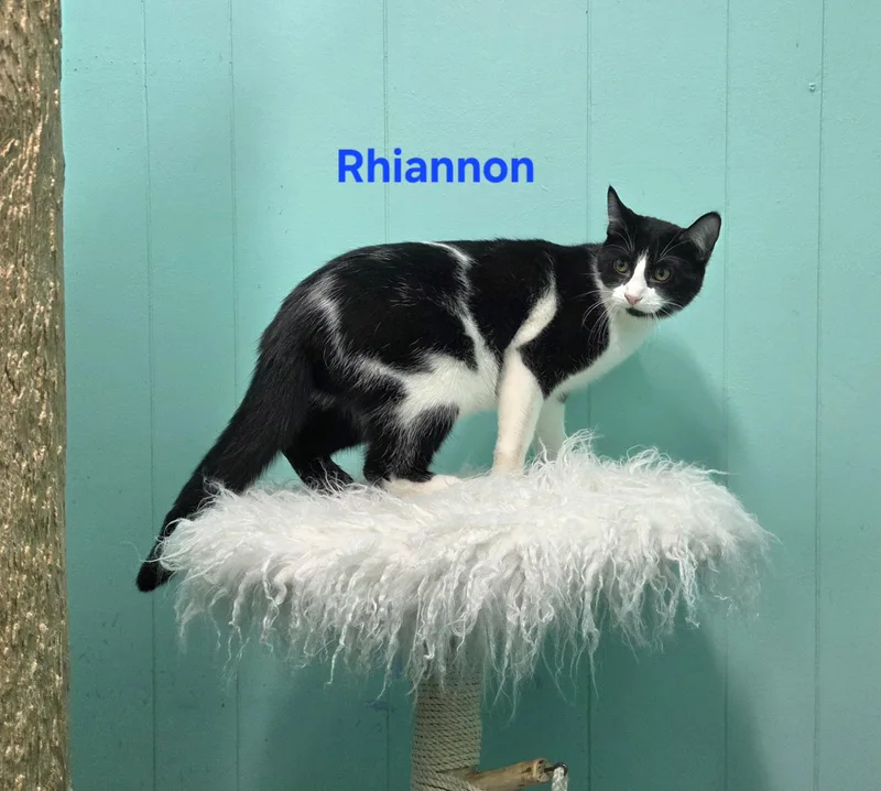 Rhiannon thumbnail 2
