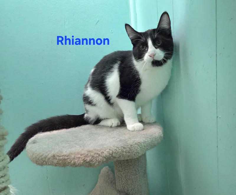 Rhiannon