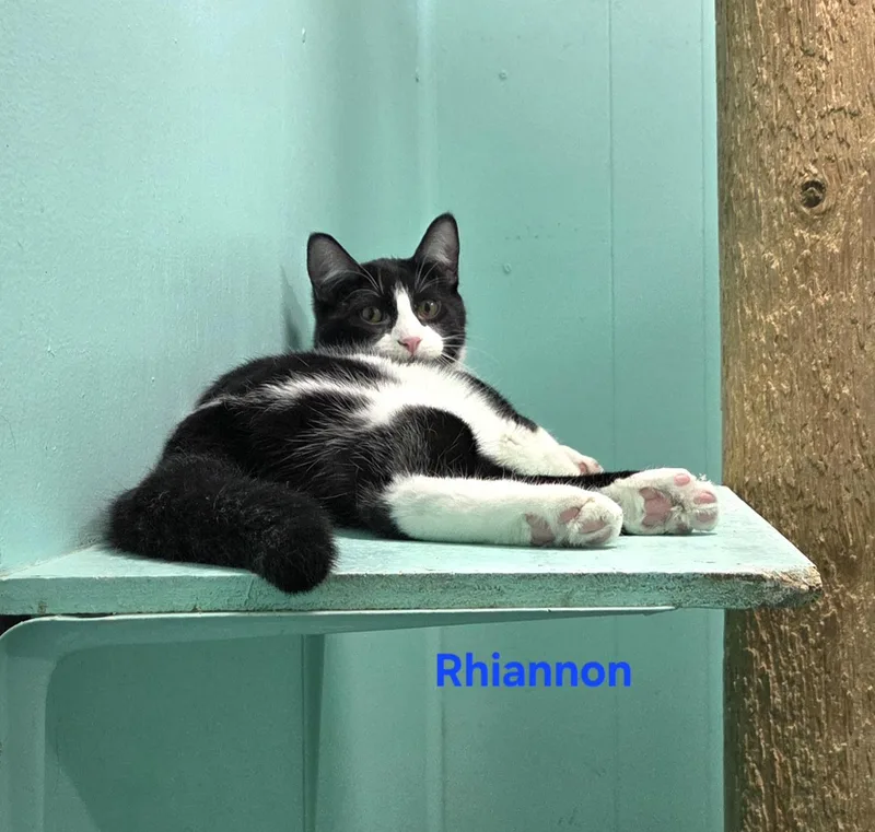 Rhiannon thumbnail 3