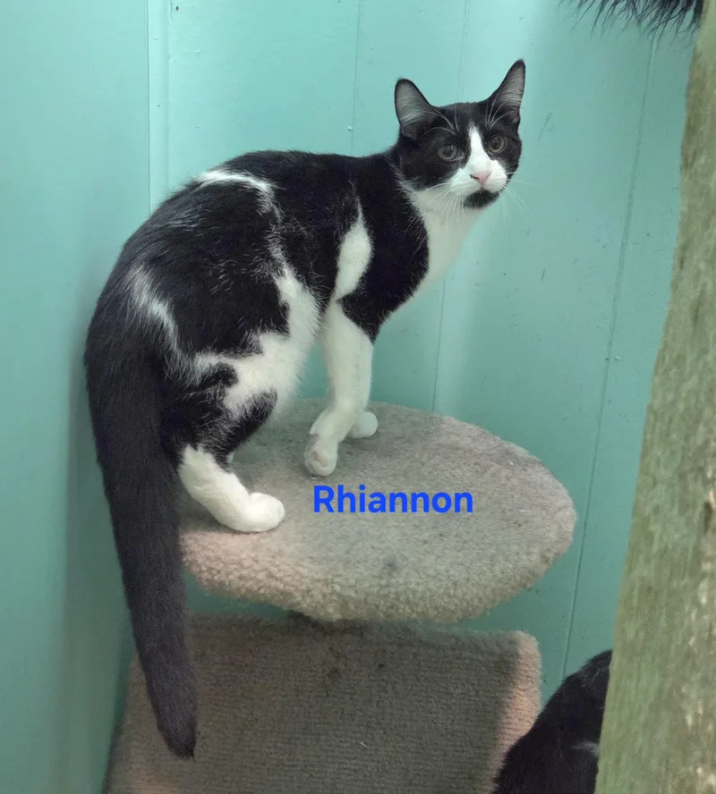 Rhiannon thumbnail 4