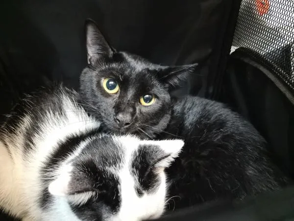 A young large-sized male Domestic Short Hair cat named Espresso for adoption in New York, NY