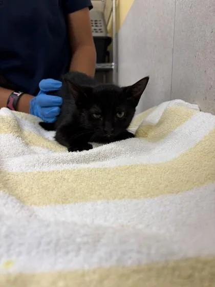 A baby small-sized female Domestic Short Hair cat named Leela for adoption in Honolulu, HI