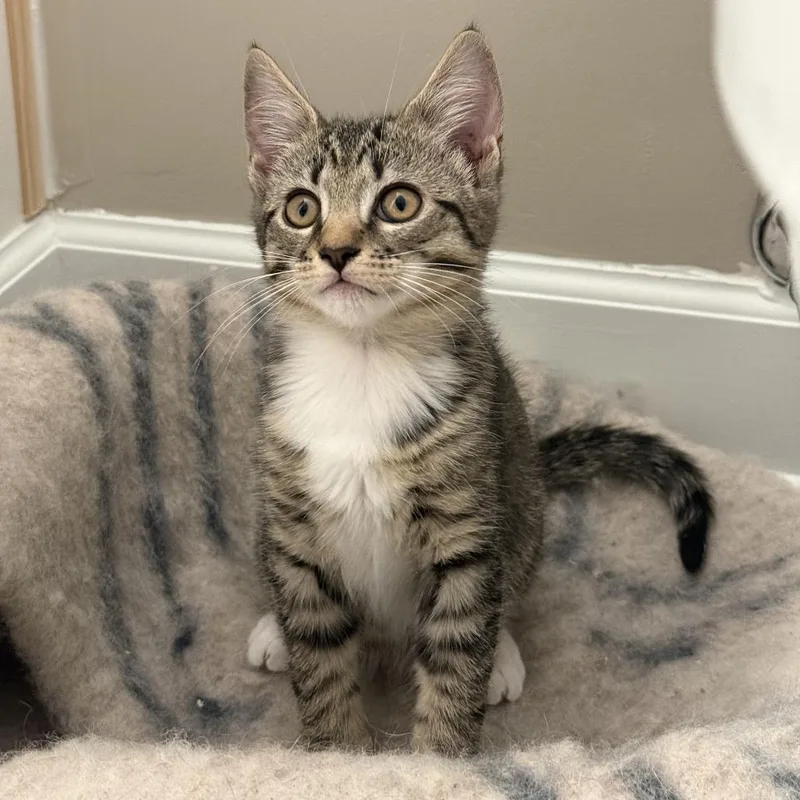 A baby small-sized male Gray / Blue / Silver Domestic Short Hair cat named Hansen for adoption in Fairfax Station, VA