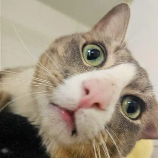 Monty