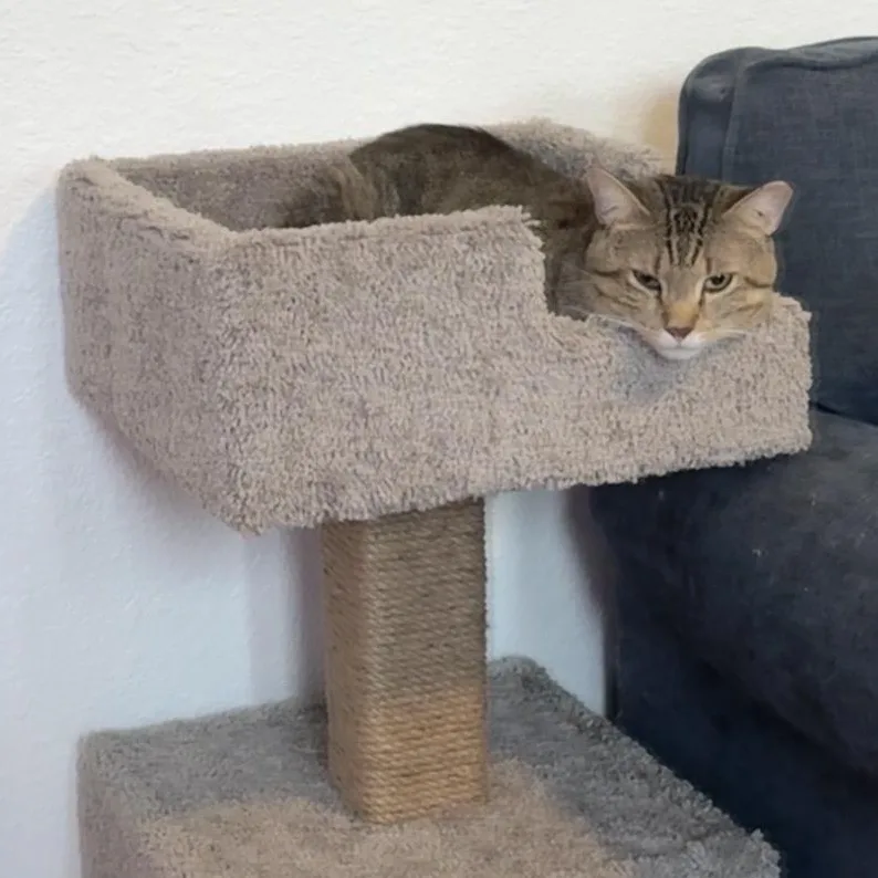 Jerry thumbnail 4