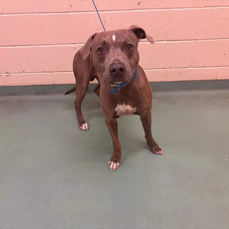 A young large-sized male Brindle Mixed Breed dog named Cupcake for adoption in Memphis, TN