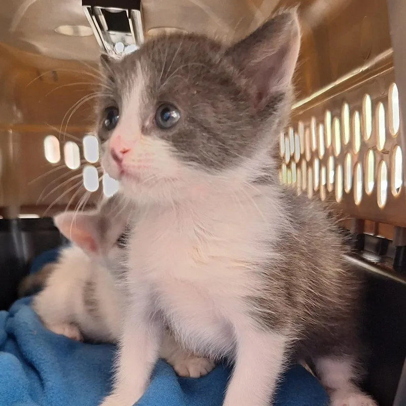 A baby small-sized male White Domestic Short Hair cat named Olaf for adoption in Montgomery, AL