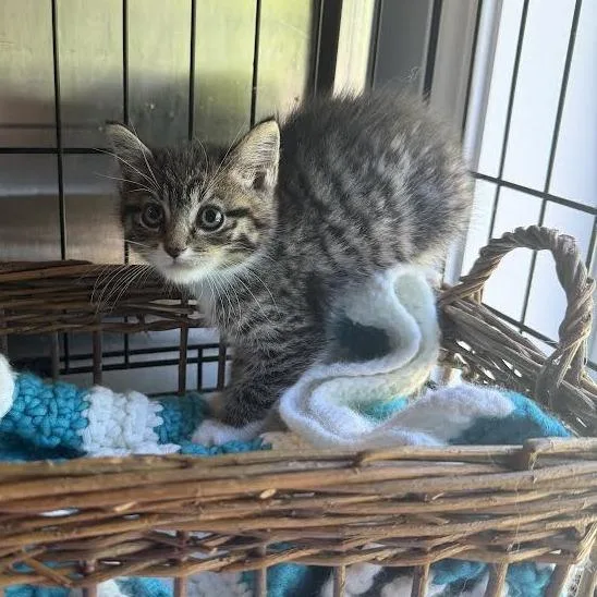 A baby small-sized male Gray / Blue / Silver Domestic Medium Hair cat named Beckham for adoption in Wappingers Falls, NY