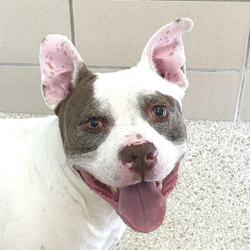 An adult medium-sized male White / Cream Pit Bull Terrier dog named Bundles Aka Riley for adoption in Perkiomenville, PA