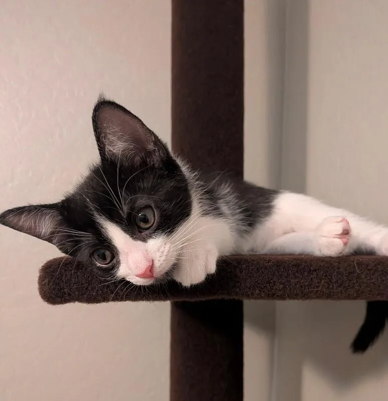 A baby small-sized male Black Tuxedo cat named Chess  Games Litter for adoption in Anthem, AZ